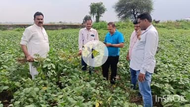 धरमपुरी: ग्राम तलवाड़ा, बगड़ी आदि में सोयाबीन फसल पर रोग का खतरा, किसानों को दी गई सलाह