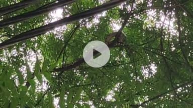 बदलापुर: बदलापुर सरकारी अस्पताल के पास नीम के पेड़ पर विशाल अजगर दिखाई दिया, मचा हड़कंप