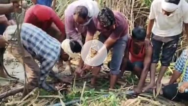शाहजहांपुर: गांव रामापुर में गन्ने के खेत में मिला मगरमच्छ, ग्रामीणों ने किया पकड़