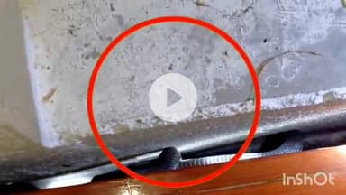 नीमच नगर: ग्राम चल्दू में घर के पलंग के नीचे घुसा सांप, सर्प मित्र ने सुरक्षित किया रेस्क्यू