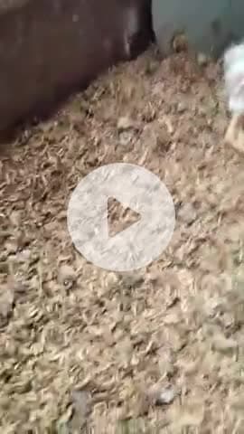 ఎల్లారెడ్డిపేట: వింత కోడి..సోషల్ మీడియాలో వీడియోలు,ఫోటోలు వైరల్