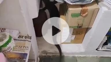 लाडपुरा: रेलवे हाउसिंग सोसायटी के एक घर में घुसी जंगली छिपकली मॉनिटर लिजार्ड, परिवार ने दहशत में किया रेस्क्यू