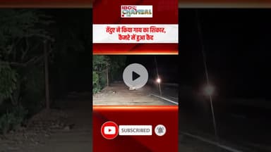 तेंदुए ने किया गाय का शिकार, कैमरे में हुआ कैद | #mpnews #chambal #shivpuri
