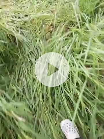 yeh video hamare gaon sabalgarh mandiyo ki hai bijnor  Uttarpradesh