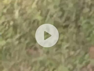 गांव चमनपुरा में करंट लगने से तीन भैसों की हुई मोत