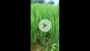 परिहार: परिहार में बारिश से धान की खेती को मिला लाभ, पटवन से मिली मुक्ति