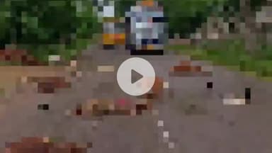 कोटा: कोटा लोरमी मुख्य मार्ग के ग्राम नगचुई में तेज रफ्तार वाहन की चपेट में आने से 4 गौवंशों की मौत, 1 घायल