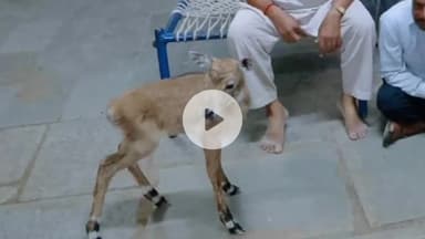 नीमच नगर: ग्राम नवलपुरा में किसान ने नीलगाय के बच्चों को कुत्तों से बचाकर वन विभाग को सौंपा