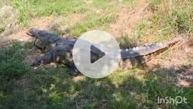 मावली: उदय सागर बावजी के मंदिर के पास आबादी क्षेत्र में आया मगरमच्छ, वाइल्ड एनिमल टीम ने किया सुरक्षित रेस्क्यू