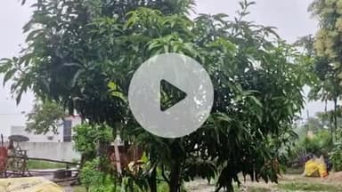 गोंडा: जिले में सुबह से हो रही हल्की से मध्यम बारिश, धान की फसल को होगा फायदा