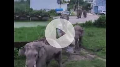 हरिद्वार: मिस्सरपुर में घुसा सात जंगली हाथियों का झुंड, ग्रामीणों ने बंद किए घरों के दरवाजे, वीडियो हुआ वायरल