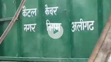 कोल: मानसिंह पुलिया पर नगर निगम के कर्मचारियों ने गोवंशों को बेरहमी से गाड़ी में भरा, गोवंश हुए जख्मी