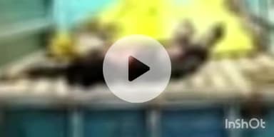 फतुहा: मोमिन्दपुर के पास फोरलेन पर बस ने बाइक सवार पिता-पुत्र को मारी टक्कर, पिता की मौत