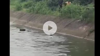 झांसी: पुनावली नगर में डूब रही भैंस को ग्रामीणों ने निकाला, वीडियो सोशल मीडिया पर हुआ वायरल