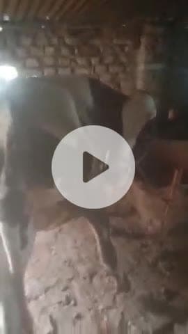 Gauri Gopal Gaushalarigagopalsingh