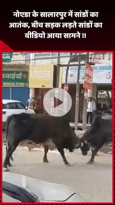 दादरी: नोएडा के सालारपुर में सांडों का आतंक, बीच सड़क पर लड़ते सांडों का वीडियो आया सामने