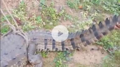 कोटा: रतनपुर वार्ड क्रमांक 8 भेडी़मुंडा के नवातलाब से ग्रामीणों ने विशालकाय मगरमच्छ को पकड़कर वन विभाग को सुपुर्द किया