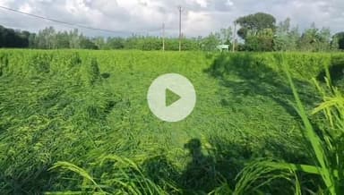 रामपुर: तेज हवाओं से सदर तहसील के किसानों को धान की फसल में हुआ नुकसान, नुकसान आंकलन को लेकर किसान अफसरों से कर रहे हैं उम्मीद