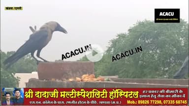 खंडवा शहर में कौवे को ढूंढने निकल रहे लोग.श्राद्ध पक्ष में भोजन कराने की है परंपरा
