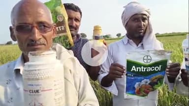 कोल: टप्पल में फॉर्चून कंपनी की कीटनाशक दवाओं से 172 किसानों की 4000 बीघा फसल हुई नष्ट, मुआवजे की मांग