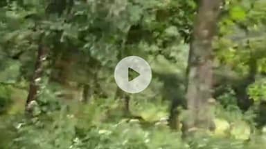 सिमडेगा: गरजा में दिनदहाड़े सड़क पर दिखा जंगली हाथी, लोगों में डर का माहौल