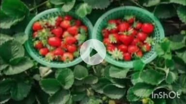 मेदिनीनगर (डालटनगंज): झारखंड में स्ट्रॉबेरी बनी समृद्धि की नई पहचान, पलामू से नेतरहाट तक किसान कमा रहे हैं दोगुना मुनाफा