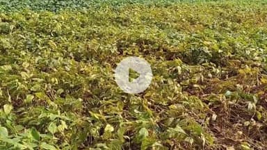 खंडवा नगर: खंडवा में सोयाबीन की फसल पर ग्रडल बीटल का हमला, हजारों हेक्टेयर फसल खतरे में