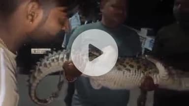 लाडपुरा: सूर्य नगर में मुख्य सड़क पर फिर आया मगरमच्छ, वन विभाग की टीम ने रेस्क्यू कर बोरखण्डी नाले में छोड़ा