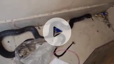 लाडपुरा: पीडब्ल्यूडी के डाक बंगले में घुसा 5 फीट लंबा कोबरा सांप, कर्मचारियों में मचा हड़कंप, स्नेक केचर गोविंद ने किया रेस्क्यू