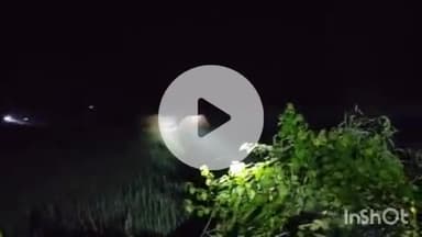 ब्यौहारी: देवलौंद के शहर गढ़ में दिखा हाथियों का झुंड, लोगों में डर का माहौल