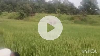 ब्यौहारी: बाणसागर के झिरिया वार्ड 5 में जंगली हाथी ने खेत की फसलें नष्ट कीं