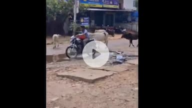 झांसी: बबीना की इंडियन बैंक के सामने सड़क पर दो आवारा मवेशी आपस में भिड़कर बाइक से टकराए, एक व्यक्ति घायल