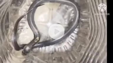 ডিমৌ: কচুমাৰীৰ এজন ব্যক্তিৰ গৃহত উদ্ধাৰ হোৱা এটা বিষাক্ত চকৰিফেঁটী  সৰ্প বন্ধু ৰমীজ আলীয়ে নিৰাপদ স্থানত মুকলি  কৰি দিয়ে