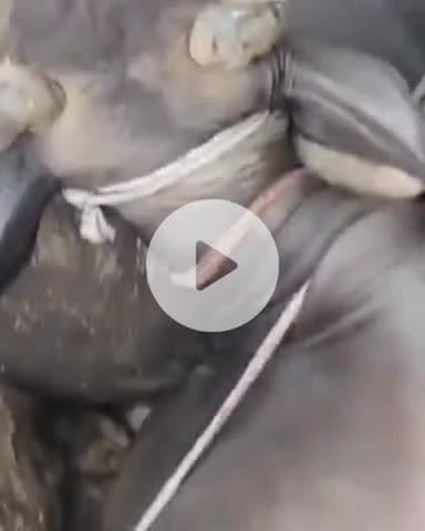 बिल्हौर: शिवराजपुर हाईवे पर बजरंग दल के कार्यकर्ताओं की सूचना पर भैंसों से भरा लोडर पकड़ा गया