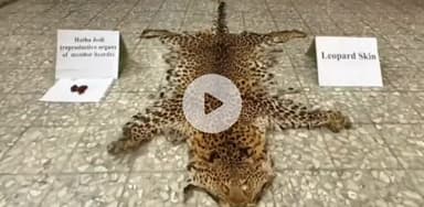 पटना ग्रामीण: पटना से साधु के भेष में घूम रहे दो वन्यजीव तस्कर गिरफ्तार, तेंदुए की खाल और हठ जोड़ी बरामद