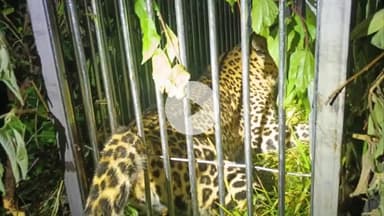 कांडा: पतौंजा गांव में आतंक का पर्याय बने गुलदार को पिंजरे में कैद किया गया, ग्रामीणों ने राहत की सांस ली