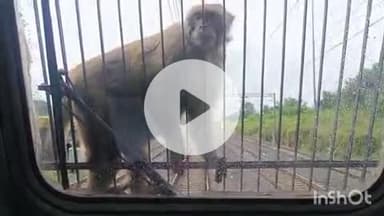 कोतमा: बिजुरी रेलवे स्टेशन पर बंदरों का आतंक, कई लोगों को काटा