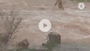 बटियागढ़: रजपुरा मार्ग पर जामुन झिरिया नाले में बाइक सहित बहा व्यक्ति, बाल-बाल बचा, तस्वीरें वायरल