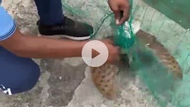 बीना: रेलवे इंस्टिट्यूट में फंसा पक्षी, खिलाड़ी ने आधे घंटे की मशक्कत के बाद बचाई जान