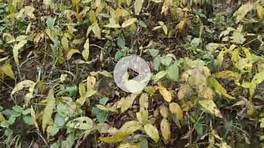 खंडवा नगर: खंडवा में बिगड़ते मौसम ने छीना किसान का सुकून, सोयाबीन के बारीक दाने होने से कम होगा उत्पादन