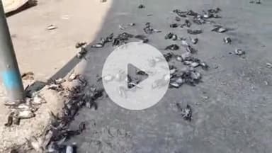 झालरापाटन: माधोपुर पुलिया के नीचे सैकड़ों चिड़ियों की मौत, स्वेलोज कैटेगरी के पक्षियों का पोस्टमार्टम के बाद होगा कारण स्पष्ट