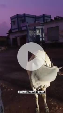 गौ सेवा धर्म हैं हमारा 

#gomata #viral #trending #viksit #viksit_bundelkhand