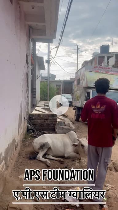 इसके पेट में बच्चा बताया लोगो ने..!? 

Respect Girls help poor help animals 

#apsgurjar