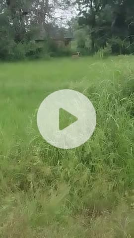 #अजयगढ़: क्षेत्र अंतर्गत ग्राम लोढापुरवा में हिरण देखने को मिला ग्रामीणों ने बनाया वीडियो #