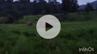 ब्यौहारी: ब्यौहारी वन क्षेत्र में घुसे हाथी, राजस्व क्षेत्र में फसलों को कर रहे हैं चौपट