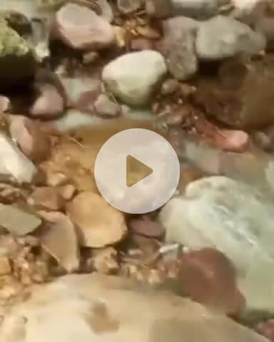 सुलह: 1978 के बाद एक बार फिर चांदड़ बमियाल पंचायत की दुधला पहाड़ी पर निकला दूधनुमा पदार्थ, लोग मान रहे बाबाबर्फानी का चमत्कार