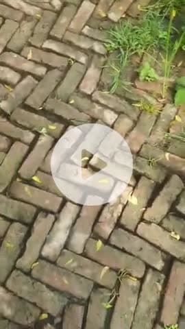 5 महीना पहले बने खड़ंजा  की हालात