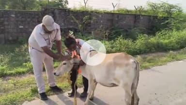 धौलपुर: सड़क दुर्घटनाओं में कमी लाने के उद्देश्य से शहर के विभिन्न स्थानों पर निराश्रित पशुओं के लिए बांधे गए रिफ्लेक्टर