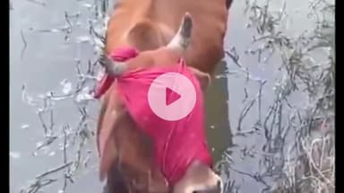 नाथूसरी चौपटा: गांव जमाल के पास शरारती तत्वों ने डे्रन नाले में आंखों पर पट्टी बांध गाय को धकेला, ग्रामीणों ने बचाया