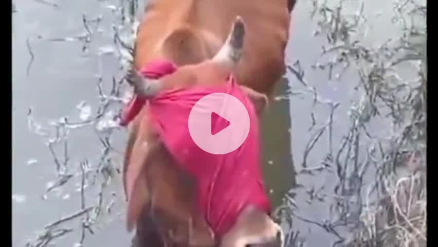 नाथूसरी चौपटा: गांव जमाल के पास शरारती तत्वों ने डे्रन नाले में आंखों पर पट्टी बांध गाय को धकेला, ग्रामीणों ने बचाया